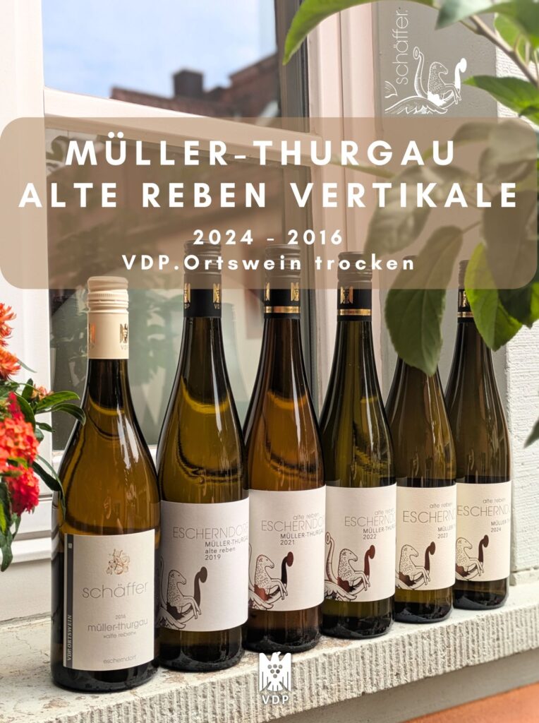 Vertikale vom Müller-Thurgau